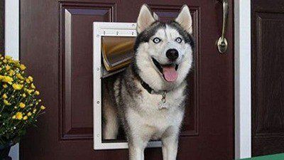 Doggy door installations